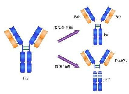 圖6  免疫球蛋白的酶切片段