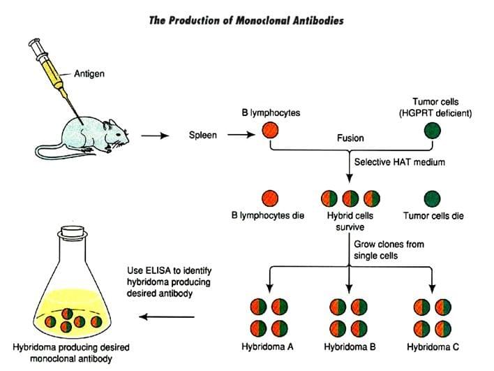 單克隆抗體的制備流程