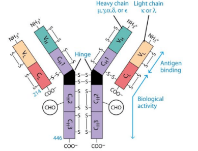 抗體重鏈和輕鏈具體結(jié)構(gòu)示意圖