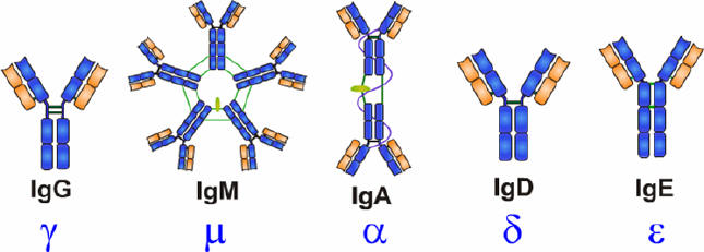 免疫球蛋白的五種類(lèi)型
