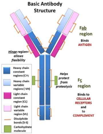 抗體的基本結(jié)構(gòu)
