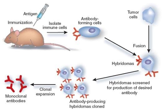 單克隆抗體制備原理