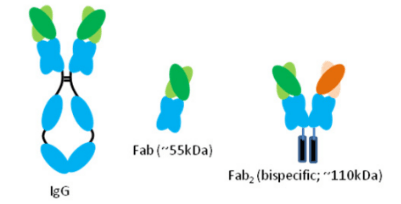 嵌合Fab和F（ab’）2抗體