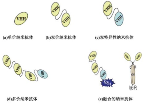 行研 | 納米抗體 – 抗體界的“百變星君”，如何突破抗體藥的激烈重圍？-肽度TIMEDOO