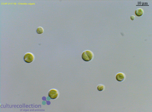 圖4.保藏于CCAP的小球藻（編號211/11B），為Beijerinck所分離的普通小球藻典型株（另見同源株UMACC 248; SAG 211-11b; UTEX 259; IAM C-207; UTCC 111）
