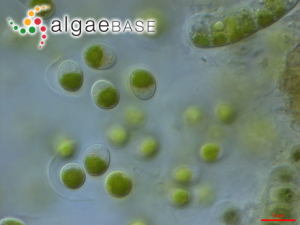 小球藻，Chlorella vulgaris Beyerinck ?(Algaebase:5688)